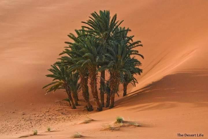 Bivouac Camel Trips Hotel Merzouga Ngoại thất bức ảnh